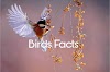 Bird Facts: 15 Fun Facts About Birds - InfoHifi