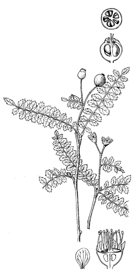 Рябина нитеножковая (Sorbus filipes)