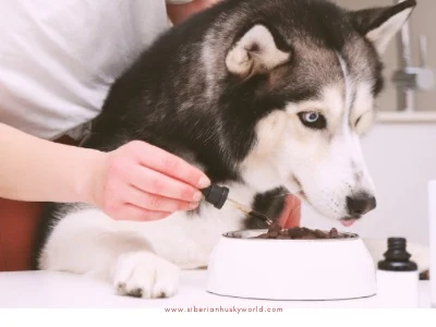 Husky dog is eating health food with suppliments from the bow,