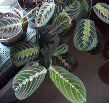 014 Maranta leuconeura var. erythroneura Daniel Grankvist