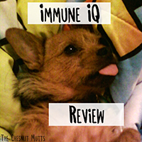 Immune IQ Review