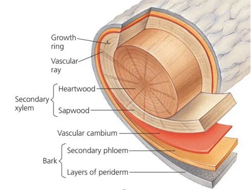 pembentukan lingkaran tahun pada tumbuhan