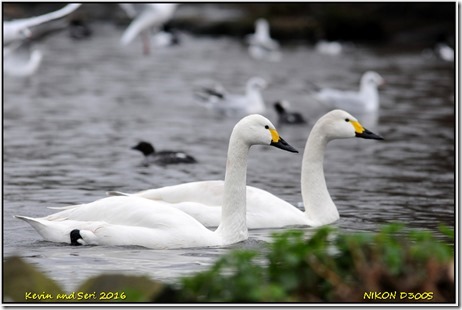 Slimbridge WWT - January