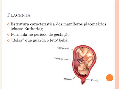 Filo cordado: Mamíferos.