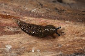 slimy slug