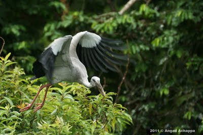 asian openbill stork