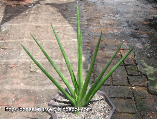 Sansevieria Erythraeae