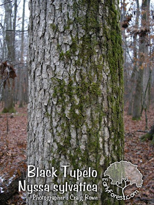 black cherry tree bark. elm tree bark. Black Tupelo