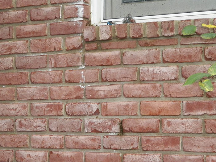 A Honeybee Rescue And Relocation Organization Shares Its Unbelievable Discovery After Removing The Bricks From A Client’s House