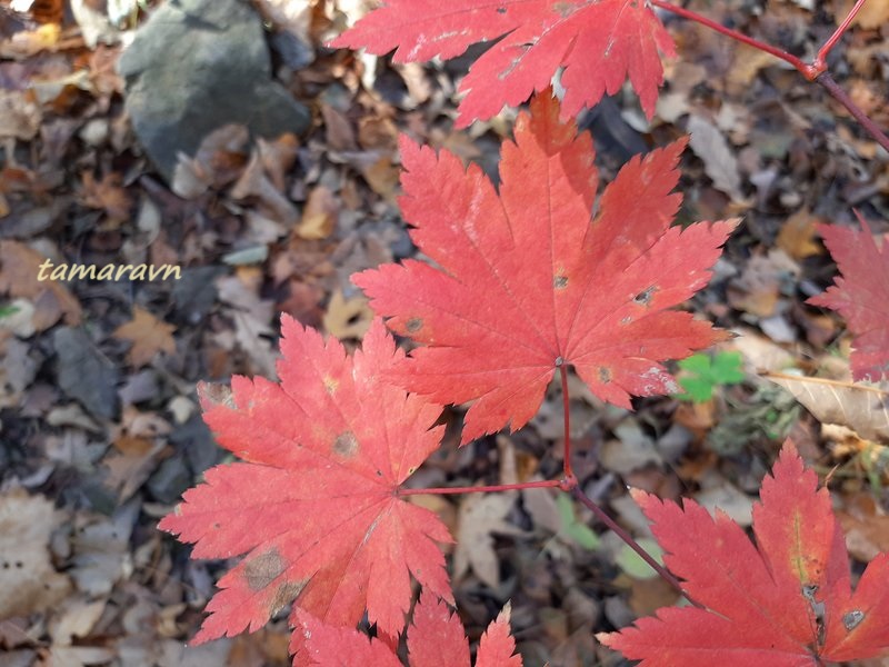 Клён ложнозибольдов (Acer pseudosieboldianum)