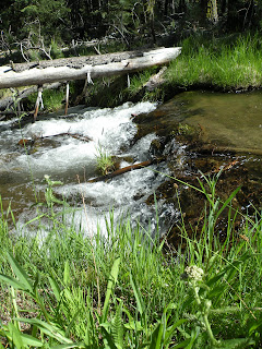 Lassen National Forest, on the banks of Hat Creek