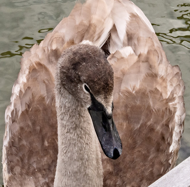 Photo of the lone cygnet in the marina