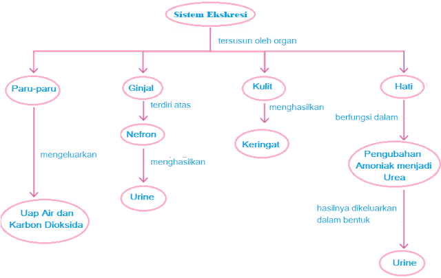 Sistem Ekskresi pada Manusia