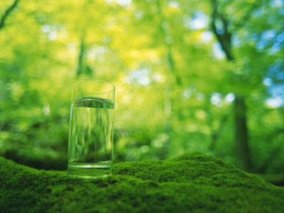 wild glass cup greenish hd wallpapers