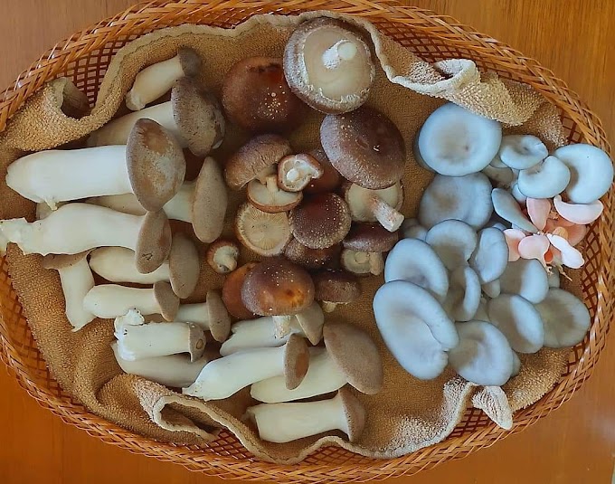 What are the costliest mushrooms? | Organic mushrooms | Biobritte mushrooms
