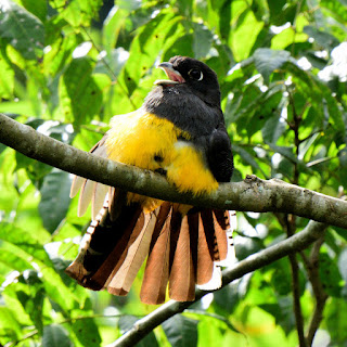 trogon in Costa Rica