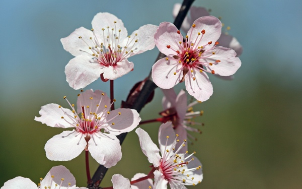 cherry blossom: (my