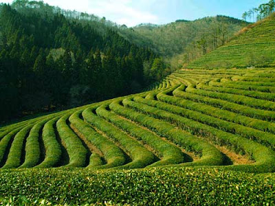 Pemandangan di kebun teh Boseong green tea field korea