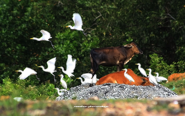 Little Egrets and two cows - Topaz clean 3.02