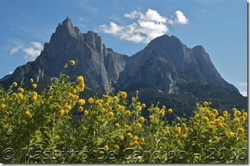 Alpe_Siusi_fiori