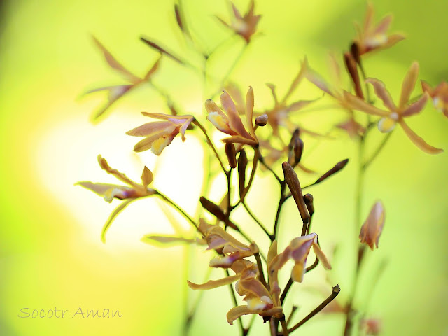 Lecanorchis japonica