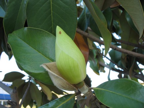 magnolia tree buds. Southern Magnolia - Magnolia