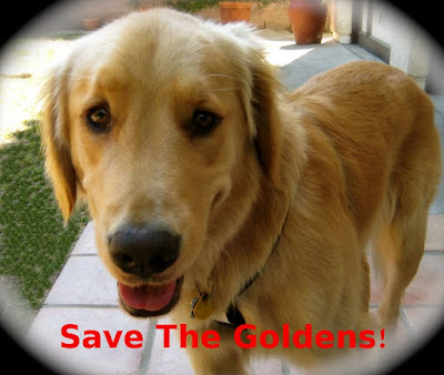 Finnegan asks to save some golden retrievers