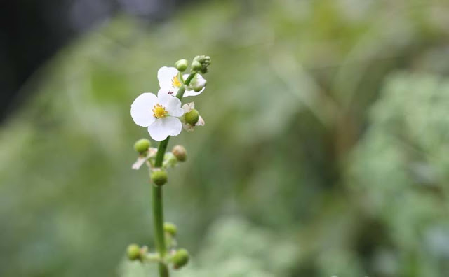 Broadleaf Arrowhead Flowers Pictures