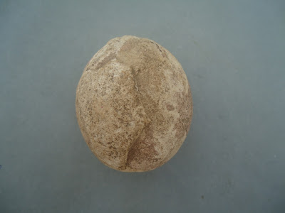 Authentic Prehistoric Fossilized Dinosaur Egg