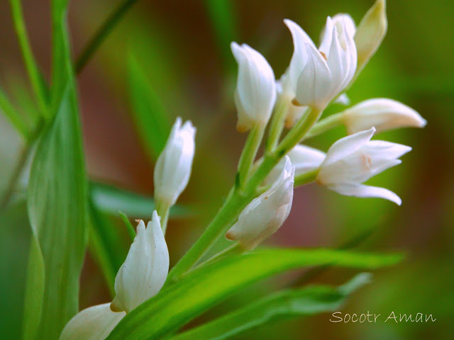 Cephalanthera longibracteata