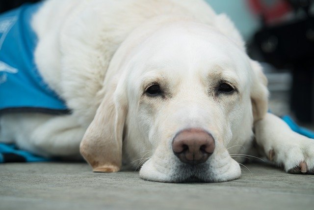 Raiva Canina: vamos falar sobre essa doença fatal?