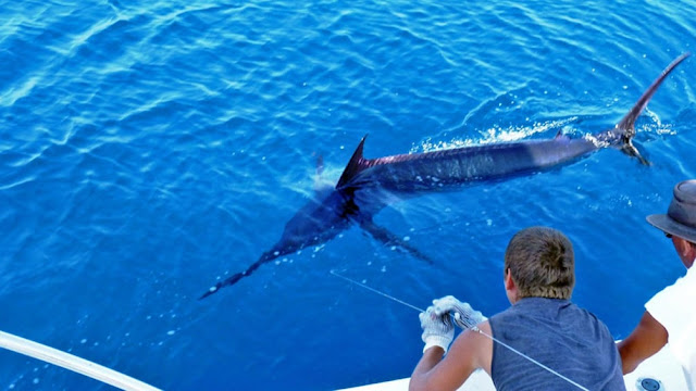 puerto Vallarta fishing