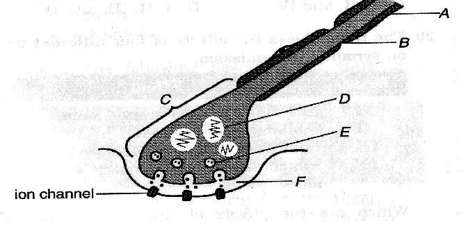 Nerve+impulse+propagation