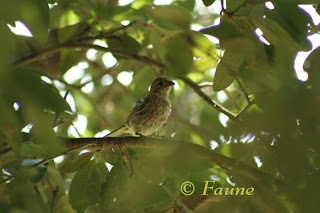 Young finch