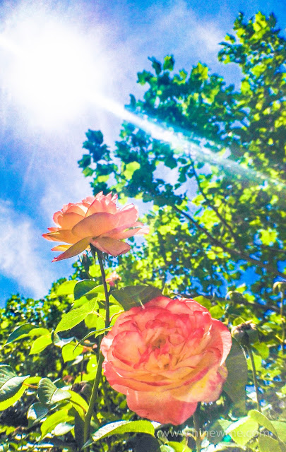 5tips flowers photography skill tips，18 rose flower in the sunshine pictures