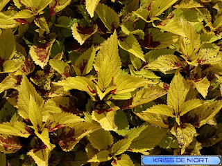 Coléus - Solenostemon scutellarioides - Plectranthus scutellarioides