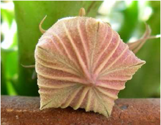 huernia