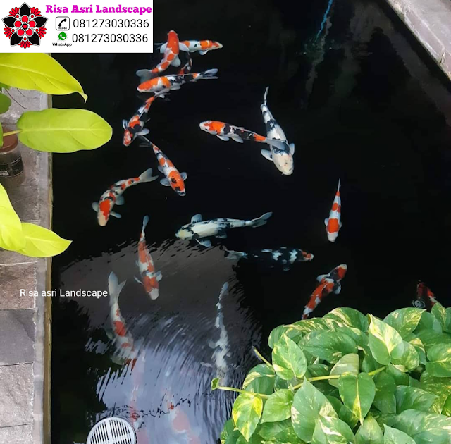 Risa Asri Landscape - Kolam Minimalis, Natural Koi Pond, Kolam Alami, Kolam Air Terjun/Mancur, Kolam Hias Batu Batuan