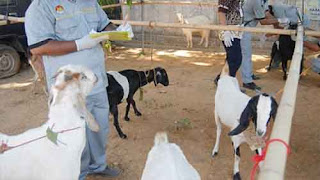 bolehkah qurban sebelum aqiqah