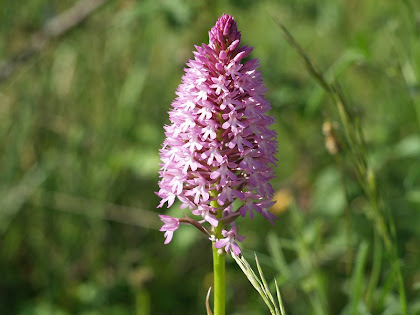 L'orquídia Anacamptis Pyramidalis als camps del Pollancre