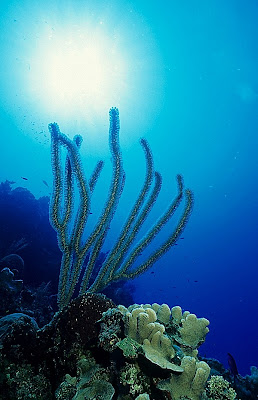 Caribbean reef scene