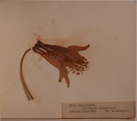 Specimen of wild columbine collection on Mt. Washington