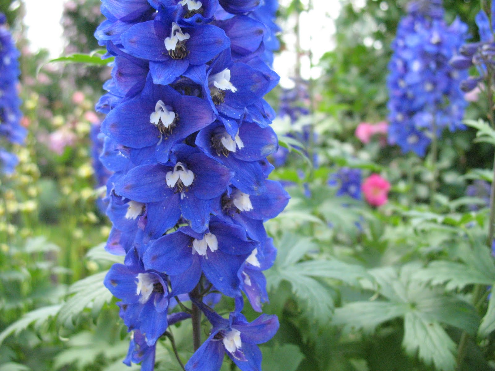 Delphinium Delphinium