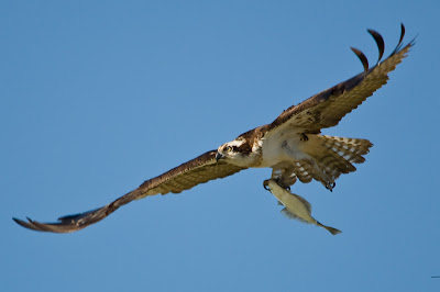 bird with prey