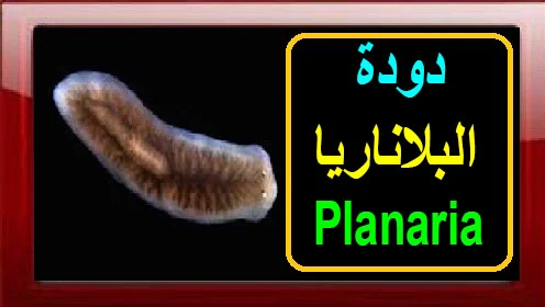 دودة البلاناريا"" "دودة البلاعات" "تصنيف دودة البلاناريا" "دودة البلاناريا ويكيبيديا" "دودة البلاناريا تصنيفها وجود الجهاز الهضمي وطرق تغذيتها" "دودة البلاناريا planaria"