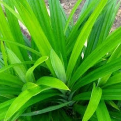 Bibit Buah Daun Pandan Cepat Berbuah Papua
