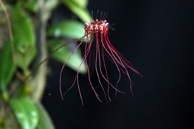 Bulbophyllum gracillimum care and culture