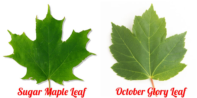 Sugar Maple & October Glory leaf