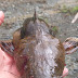 Pescado en el embalse de hidroituango