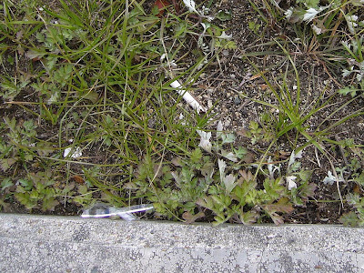 煙草のポイ捨て吸い殻